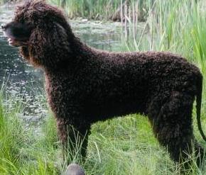 Irish Water Spaniel